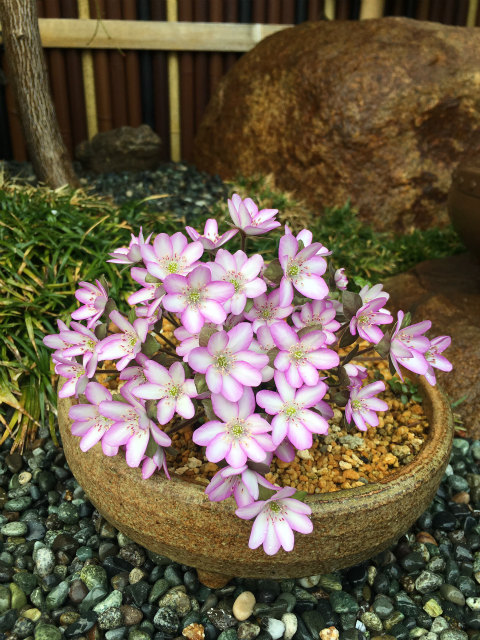 作品集・葉月園